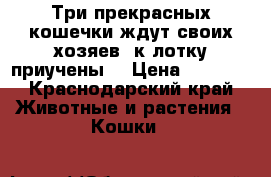 Три прекрасных кошечки ждут своих хозяев, к лотку приучены. › Цена ­ 4 000 - Краснодарский край Животные и растения » Кошки   